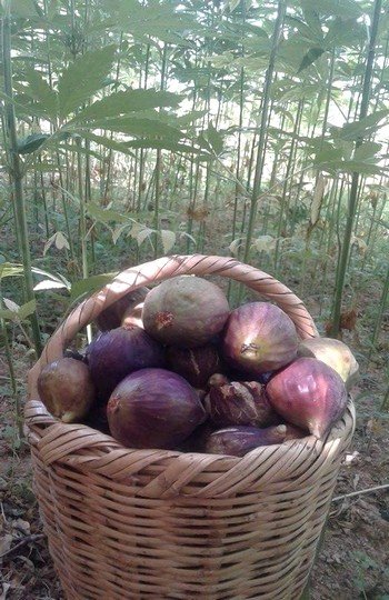 تين تاونات طري
