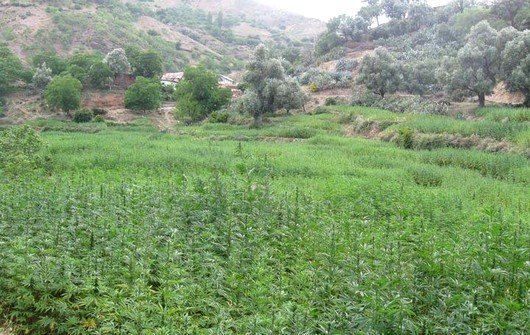 دوار المشاع