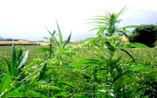 زراعة القنب الهندي بإقليم تاونات