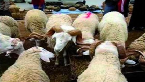 عيد الاضحى وأسواق الكباش باقليم تاونات وبجهة فاس مكناس تم توفير مليون ومئتي الف رأس من الاغنام والمعز