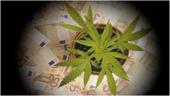 عكس التقدير الأمريكي: المخدرات لا تشكل سوى 8% من الاقتصاد المغربي بدل 23%