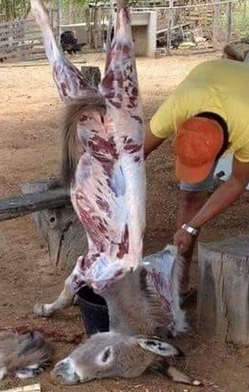 صورة للذبيحة السرية (ارشيف)
