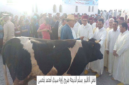 عامل تاونات أثناء الذبيحة في الزاوية بتيسة