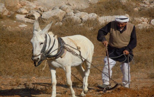 فلاح قروي -أرشيف