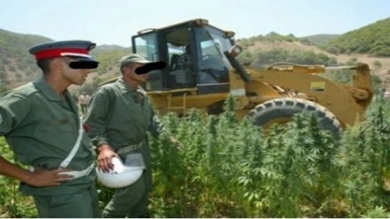 من ضمنها فعاليات المجتمع المدني من إقليم تاونات:نداء يدعو من شفشاون إلى تقنين زراعة القنب الهندي