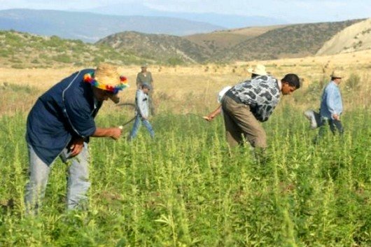 مزارع القنب الهندي بنواحي تاونات