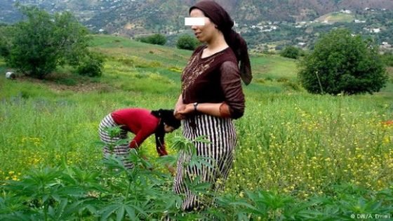 حسب وكالة أنباء إسبانية:المغرب أنتج ما يفوق 700 طن من القنب الهندي خلال 2018