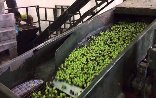 معصة زيتون بتاونات