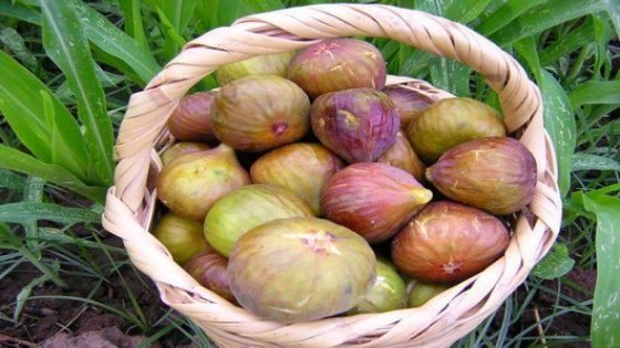 وزارة الفلاحة والصيد البحري تنظم “الدورة الرابعة” للمهرجان الوطني للتين بتاونات أيام 13 -14 و15 شتنبر2017