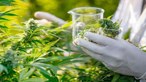 منتجات القنب الهندي بالمغرب تتوسع..والأدوية تنتظر دخول الصيدليات