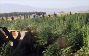 الأمم المتحدة ترفض تقنين زراعة الكيف في المغرب المنتشر في الشمال ومن ضمنه إقليم تاونات