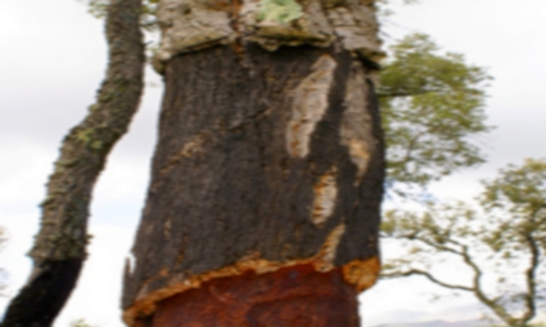 هذه الشجرة عمرها أكثر من 200سنة بنواحي غفساي