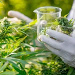 دراسة تؤكد الفرص المغربية الواعدة لصناعة الأدوية من القنب الهندي