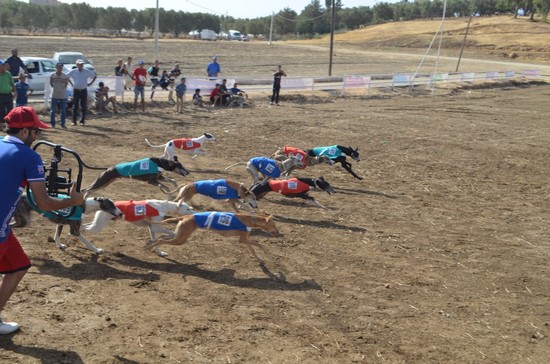 هذه هي نتائج سباق الكلاب السلوقية في مهرجان السنوسية في دورته السابعة بقرية أبامحمد