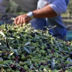 تراجع ثمن الزيتون بإقليم تاونات بسبب وفرة العرض مقارنة مع السنة الماضية‎