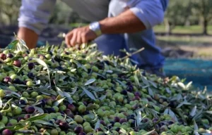 تراجع ثمن الزيتون بإقليم تاونات بسبب وفرة العرض مقارنة مع السنة الماضية‎