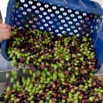 حسب مجلس دولي:المغرب يأتي في المرتبة الثانية بـ 156 ألف طن في إنتاج زيت الزيتون بالعالم العربي