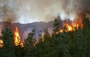 محمد تاوتاو:عدد الحرائق المسجلة سنة 2018 بتاونات بلغ 7 حرائق أتت على مساحة 9,94 هكتارا وانخفاض بنسبة 92 % مقارنة مع سنة 2017