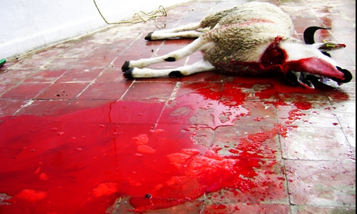 عملية ذبح خروف العيد - صورة من الارشيف