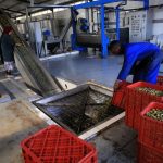 إغلاق معصرتين بإقليم تاونات صرفتا مرج الزيتون بشكل عشوائي