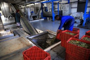 إغلاق معصرتين بإقليم تاونات صرفتا مرج الزيتون بشكل عشوائي