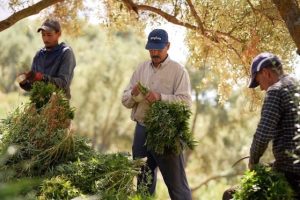 المساحات المزروعة بالقنب الهندي “البلدية” تتضاعف 3 مرات بالمغرب