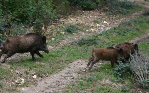 الخنزير يتجول نهارا على مشارف مدينة تاونات