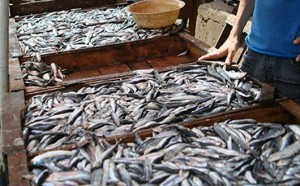مقاطعة الأسماك تصل إلى سوق اربعاء تافرانت بإقليم تاونات..وهدا ماجرى يوم 30ماي 2018