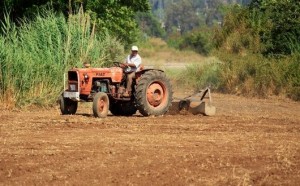 المساحات المبرمجة للزراعات السنوية بإقليم تاونات بلغت 318 ألف و 500 هكتار