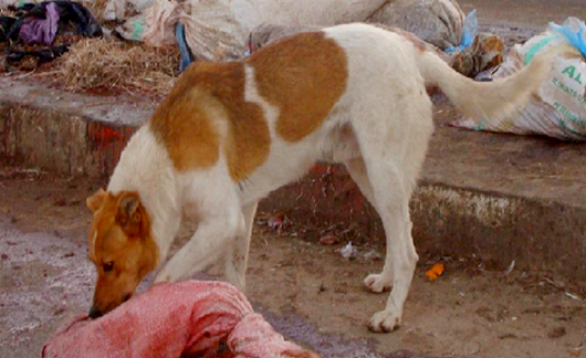 الكلاب الضالة بقرية أبا محمد