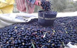 زيتون اقليم تاونات…ثروة صامتة تبحث عن يقظة